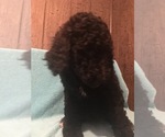 Small Photo #9 Poodle (Standard) Puppy For Sale in WEST UNITY, OH, USA