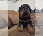 Small #3 Rottweiler