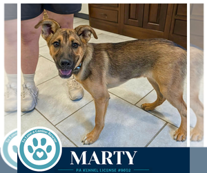 German Shepherd Dog-Unknown Mix Dogs for adoption in Kimberton, PA, USA
