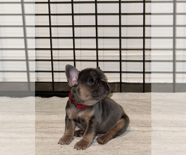 Medium Photo #4 French Bulldog Puppy For Sale in HILTON, NY, USA