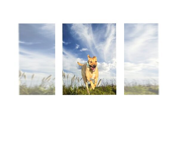 Medium Photo #4 Labrador Retriever-Unknown Mix Puppy For Sale in New York, NY, USA