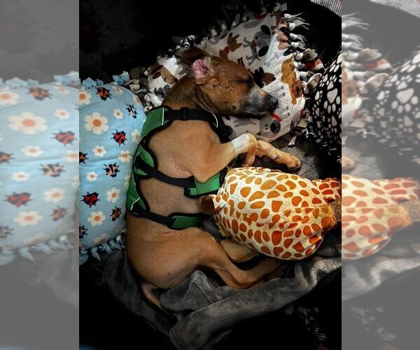 Medium Photo #11 Mutt Puppy For Sale in OKLAHOMA CITY, OK, USA