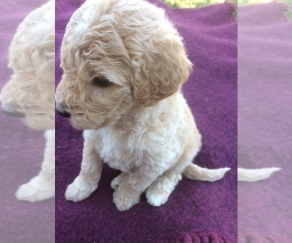 Medium Photo #6 Goldendoodle Puppy For Sale in KALISPELL, MT, USA