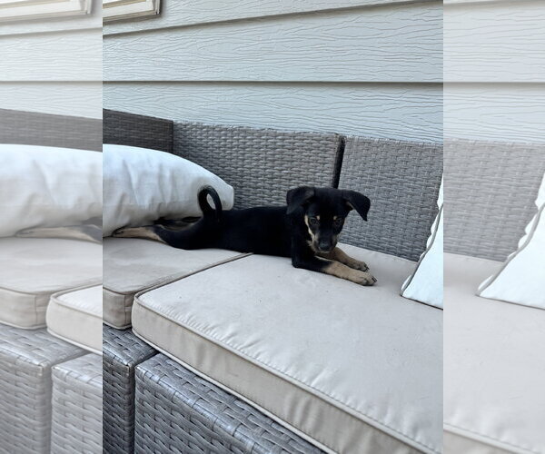 Medium Photo #3 Mutt Puppy For Sale in Duluth, MN, USA