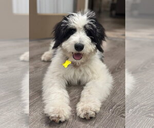 Bernese Mountain Dog-Unknown Mix Dogs for adoption in Sandy, UT, USA