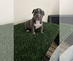 Small Photo #5 American Bully Puppy For Sale in TEMPLE HILLS, MD, USA