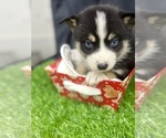 Small #8 Pomsky-Shiba Inu Mix