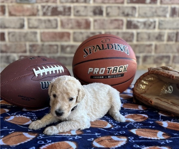 Medium Photo #2 Goldendoodle Puppy For Sale in RED OAK, TX, USA