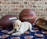 Small #1 Goldendoodle