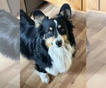 Small Pembroke Welsh Corgi