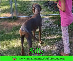 Sally 2 - Female Redbone Coonhound Dog for Adoption - Photo #7
