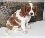 Small #1 Cavalier King Charles Spaniel