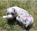 Puppy Fionna Australian Shepherd