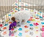 Small #9 Cavapoo (Miniature)-Poodle (Toy) Mix