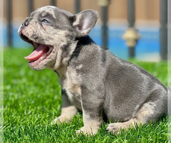 Medium Photo #6 French Bulldog Puppy For Sale in BEVERLY HILLS, CA, USA