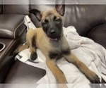 Small Photo #15 Belgian Malinois Puppy For Sale in REESEVILLE, WI, USA