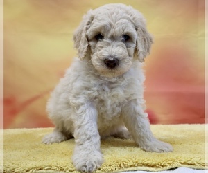 Poodle (Standard) Puppy for sale in ADAMSVILLE, TN, USA