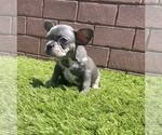 Small Photo #73 French Bulldog Puppy For Sale in JACKSONVILLE, FL, USA