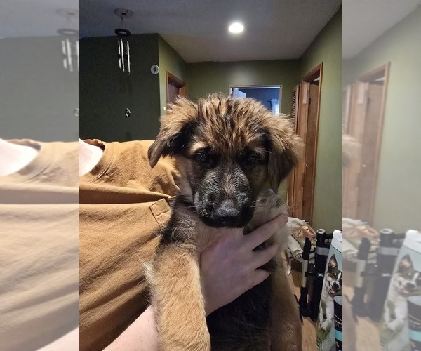 Medium Photo #5 German Shepherd Dog Puppy For Sale in LA FAYETTE, NY, USA