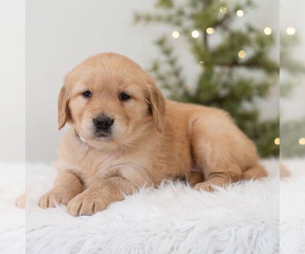 Medium Photo #1 Golden Retriever Puppy For Sale in NEWPORT, PA, USA