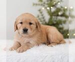 Small Golden Retriever