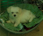 Small Photo #8 Maltese Puppy For Sale in PATERSON, NJ, USA
