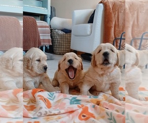 Golden Retriever Litter for sale in AUSTIN, TX, USA