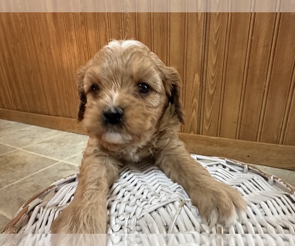 Medium Photo #12 Cavapoo (Miniature) Puppy For Sale in GREENWOOD, WI, USA