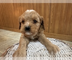 Medium Cavapoo (Miniature)