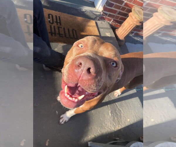 Medium Photo #28 American Pit Bull Terrier-Unknown Mix Puppy For Sale in Germantown, OH, USA