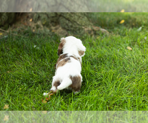 Medium Photo #2 Dachshund Puppy For Sale in BREMEN, IN, USA