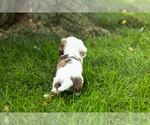 Small #1 Dachshund