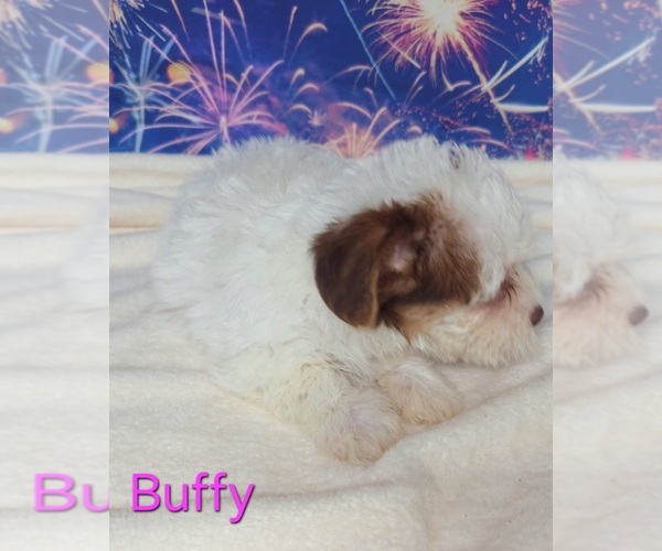 Medium Photo #3 Yorkipoo Puppy For Sale in AZLE, TX, USA