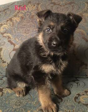 Medium Photo #21 German Shepherd Dog Puppy For Sale in COLETA, IL, USA