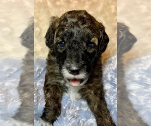 Goldendoodle-Poodle (Toy) Mix Puppy for sale in CHEWELAH, WA, USA