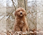 Puppy 6 Golden Retriever-Poodle (Toy) Mix