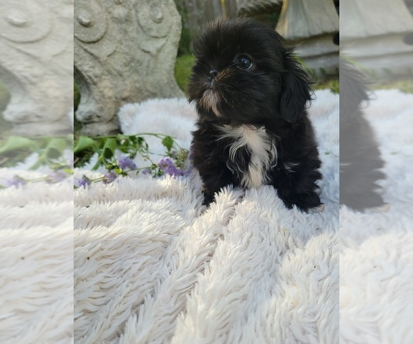 Medium Photo #14 Shih Tzu Puppy For Sale in BRANDON, FL, USA
