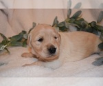 Small Photo #46 Golden Retriever Puppy For Sale in RICHMOND, TX, USA