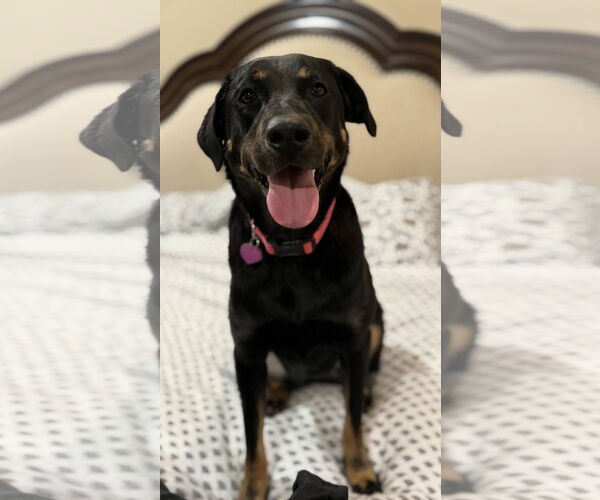 Medium Photo #2 Labrador Retriever-Unknown Mix Puppy For Sale in Fort Worth, TX, USA