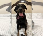 Small #1 Labrador Retriever Mix