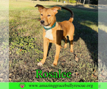 Small #2 Chow Chow Mix