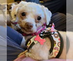 Small #1 Maltese Mix
