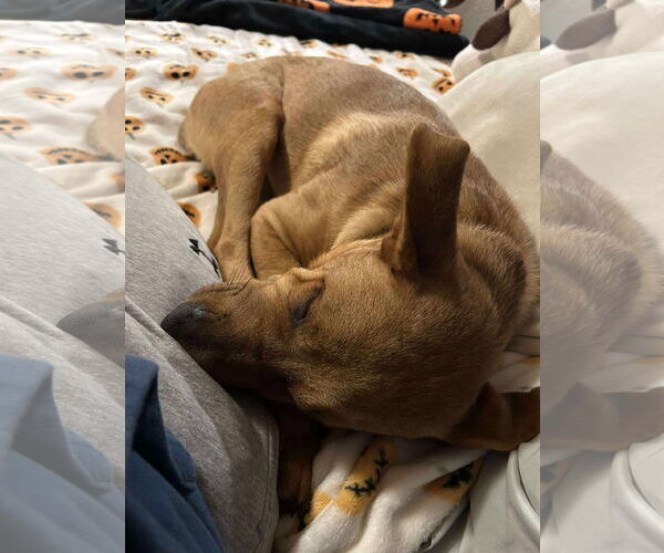 Medium Photo #4 Chinese Shar-Pei-Labrador Retriever Mix Puppy For Sale in Duluth, MN, USA