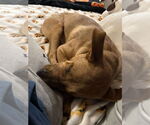 Small #3 Chinese Shar-Pei-Labrador Retriever Mix