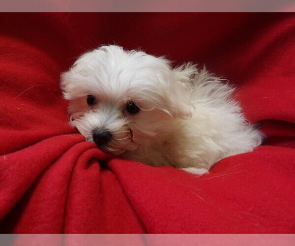 Medium Photo #8 Maltese Puppy For Sale in PATERSON, NJ, USA