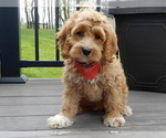 Image preview for Ad Listing. Nickname: Scout