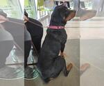 Small Photo #2 Rottweiler Puppy For Sale in San Antonio, TX, USA