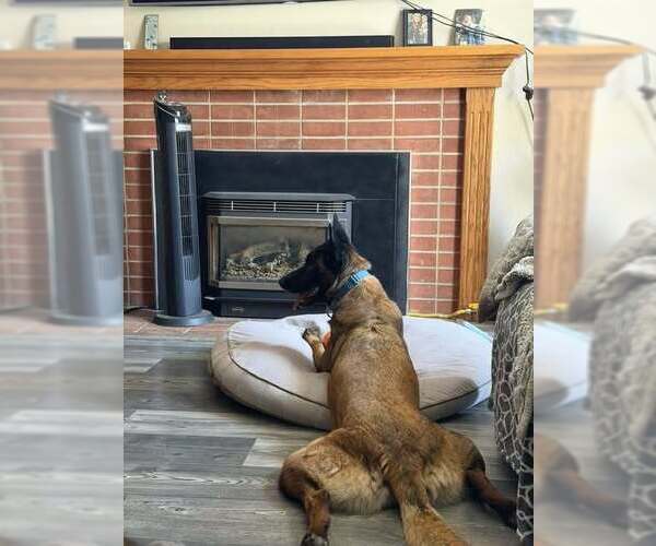 Medium Photo #3 Mutt Puppy For Sale in Imlay City, MI, USA