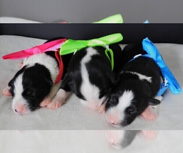 Medium Photo #6 Border Collie Puppy For Sale in CARLISLE, KY, USA