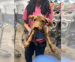 American Pit Bull Terrier-Unknown Mix Dogs for adoption in Tallahassee, FL, USA
